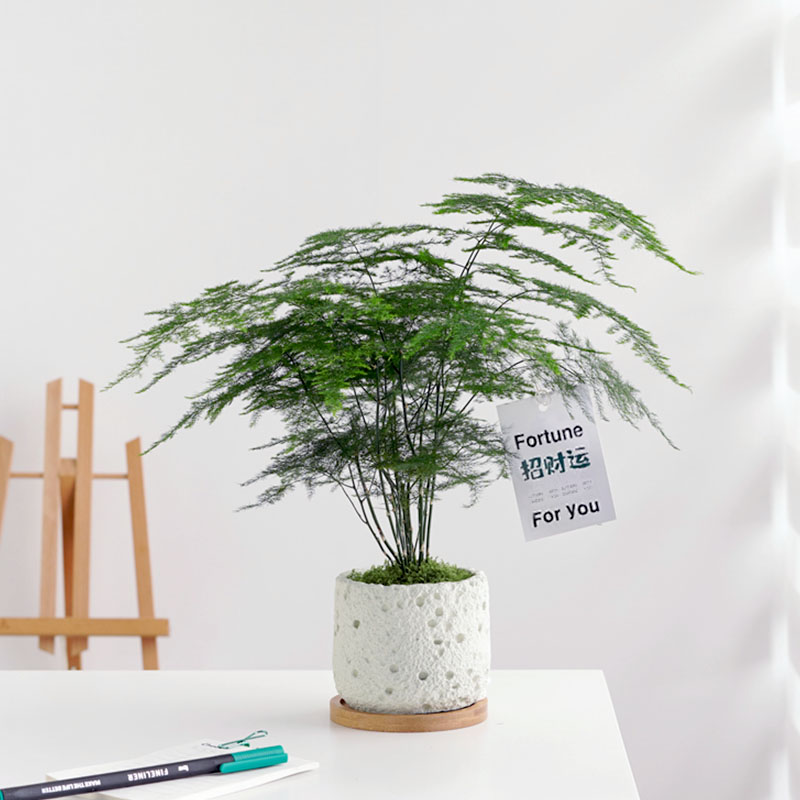 文竹盆栽室内办公室净化空气绿植