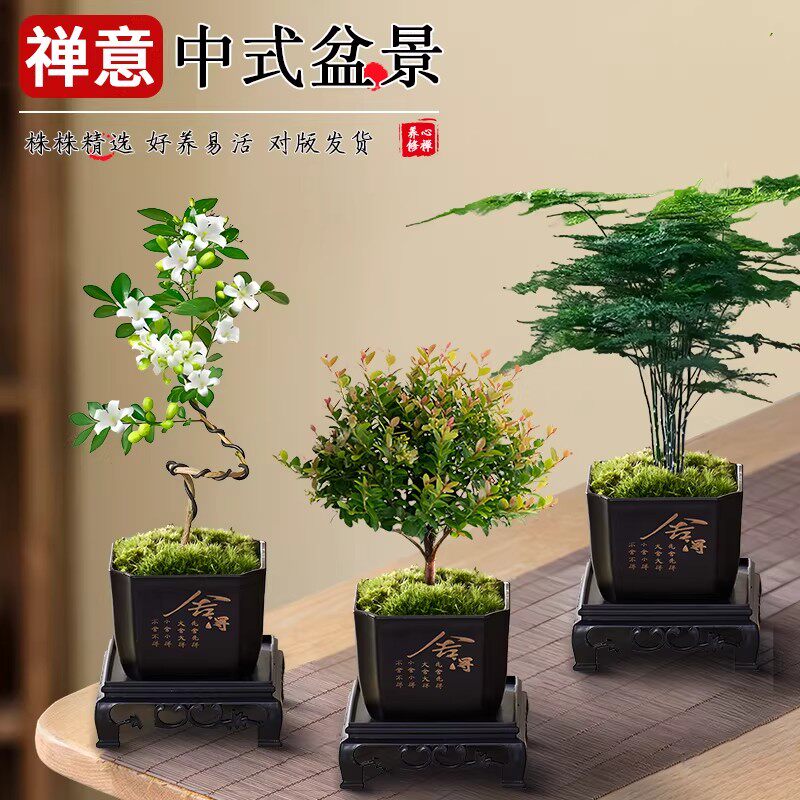 文竹盆栽小叶赤楠六月雪室内禅意花卉绿植茶桌摆件办公室植物盆景