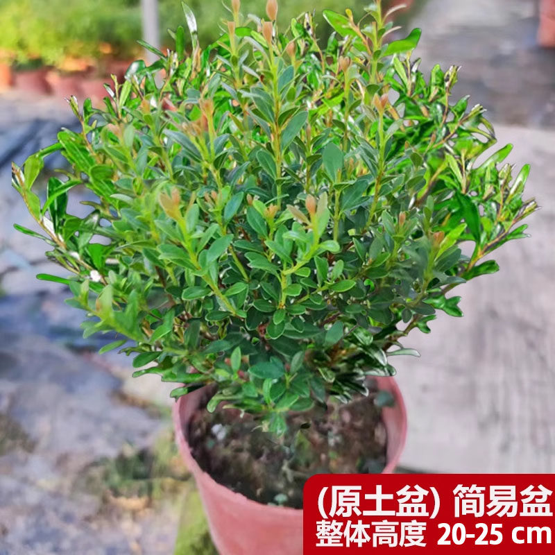 小叶赤楠盆栽老桩树苗绿植物室内办公室桌面盆景四季好养金丝楠木