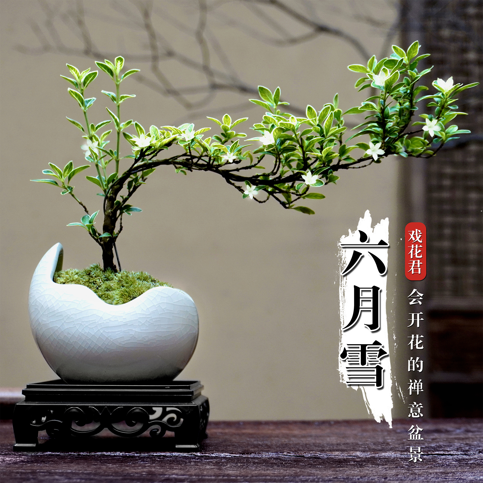 六月雪崖造型盆栽桌面飘枝绿植物