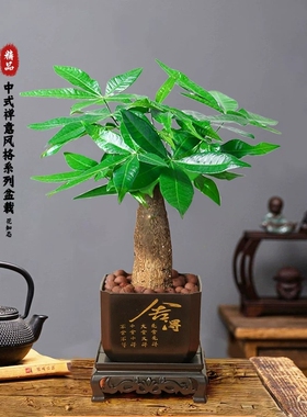 【舍得发财树】室内好养护桌面绿色盆栽转运花卉鲜活发货观叶耐旱