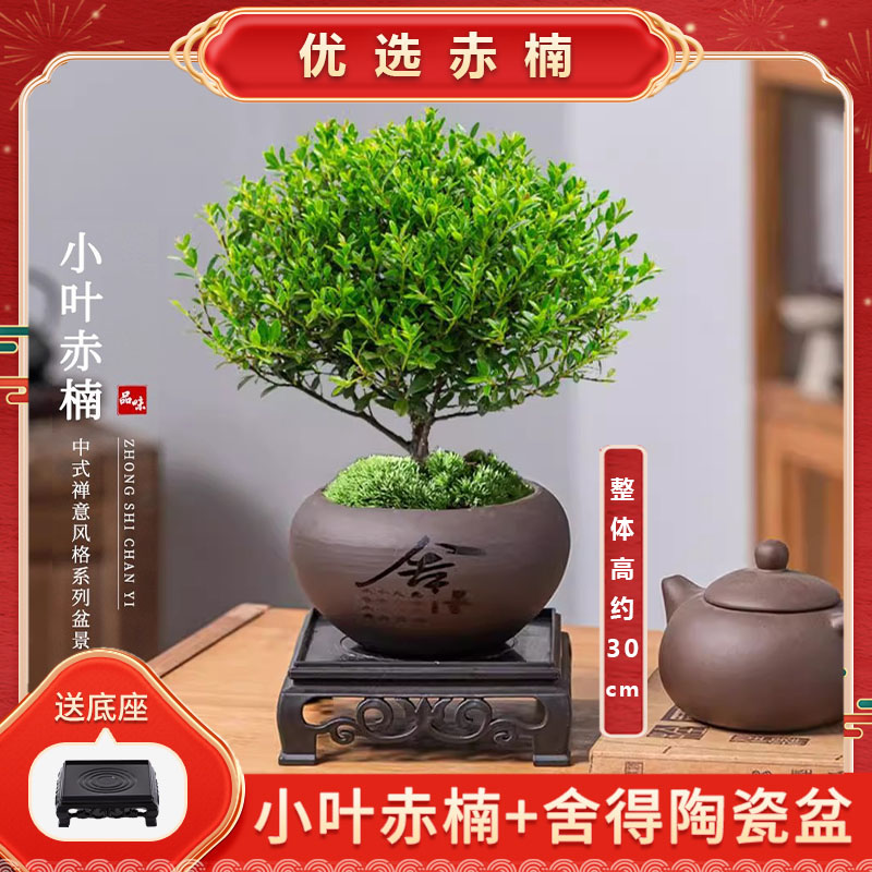 正宗小叶赤楠盆栽老桩树苗紫檀室内办公室绿植物盆景四季金丝楠木