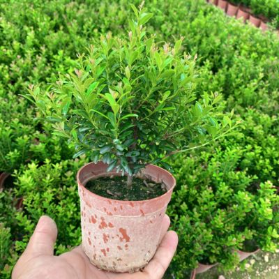 小叶赤楠盆栽老桩树苗室内绿植物