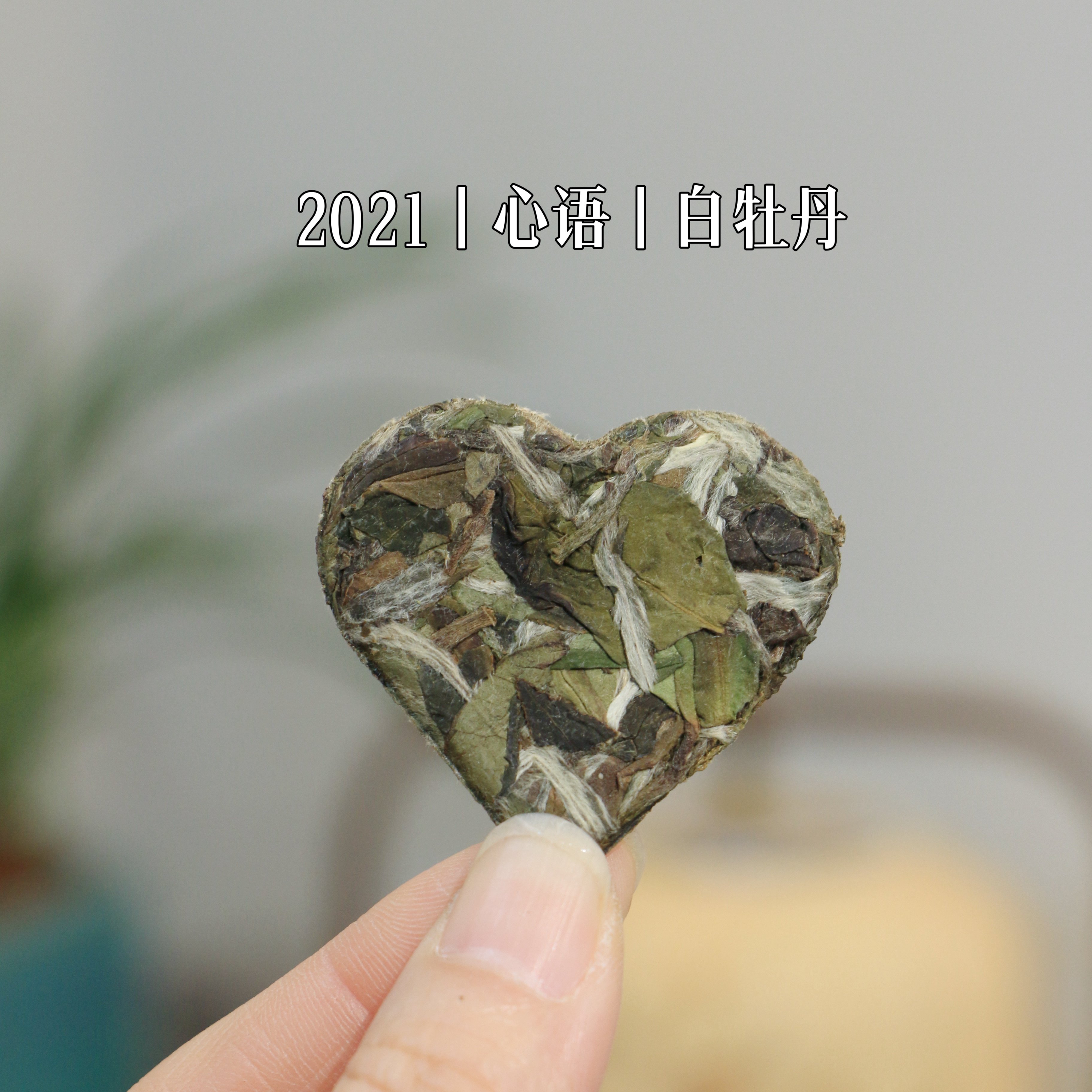 春醉福鼎白茶心语2021年老树白牡丹爱心饼干茶正宗明前春茶茶叶,茶,白牡丹,淘宝优惠券,粉丝福利购,淘宝优惠卷