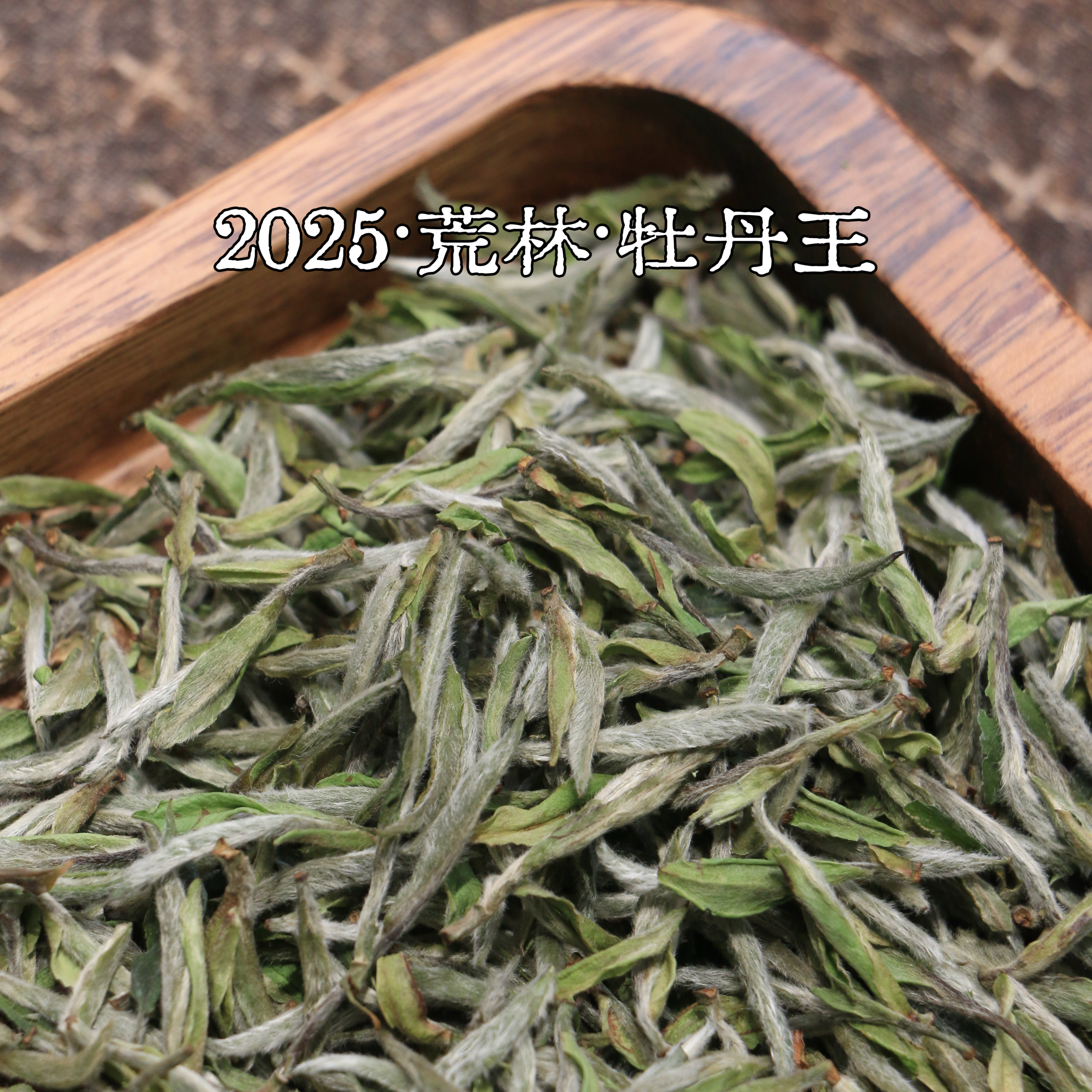 福鼎白茶【荒林】2025年荒野牡丹王正宗磻溪明前老枞白牡丹茶叶
