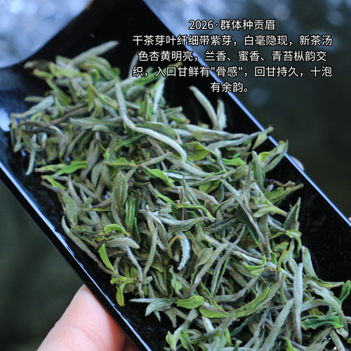 春醉福鼎白茶2026年群体种贡眉王磻溪正宗老树小菜茶小土茶茶叶