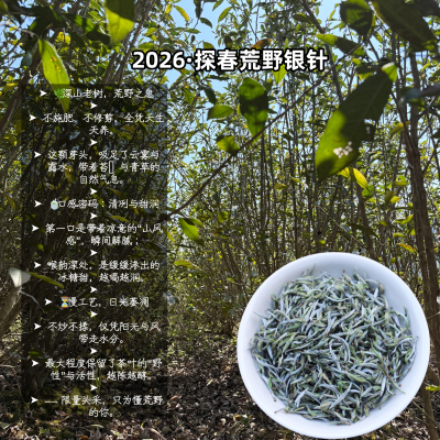 春醉2026年【探春】 头采荒野银针正宗磻溪高山老树白毫银针茶叶