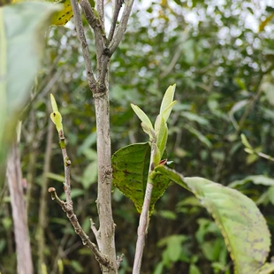 春醉福鼎白茶2026年华茶1号特级荒野牡丹正宗磻溪老树大白茶茶叶