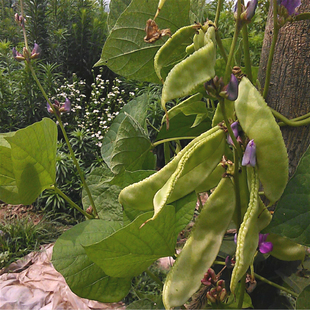 农家自种新鲜蔬菜茶豆角扁豆角猪耳朵豆角现摘发货茶角子