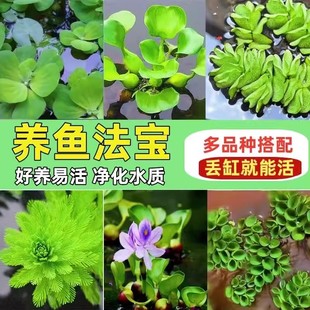浮萍真水草和鱼共养植物鱼缸造景水培植物冒泡一叶莲水芙蓉水葫芦