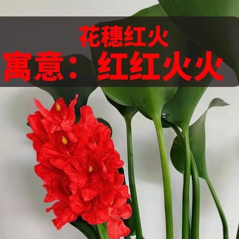 四季招财进宝寓意旺宅大宽叶绿植