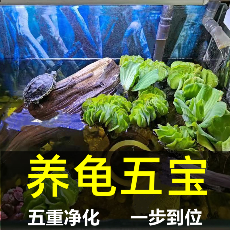 家用龟缸绿植养龟造景净水植物