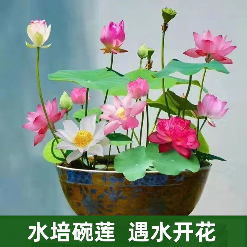 碗莲浮萍绿植种子水培造景浮萍