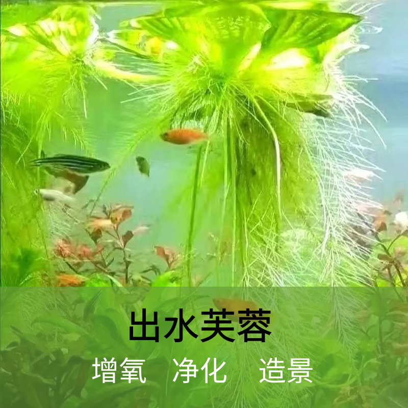 长尾壁虎浮萍水草增氧净化造景