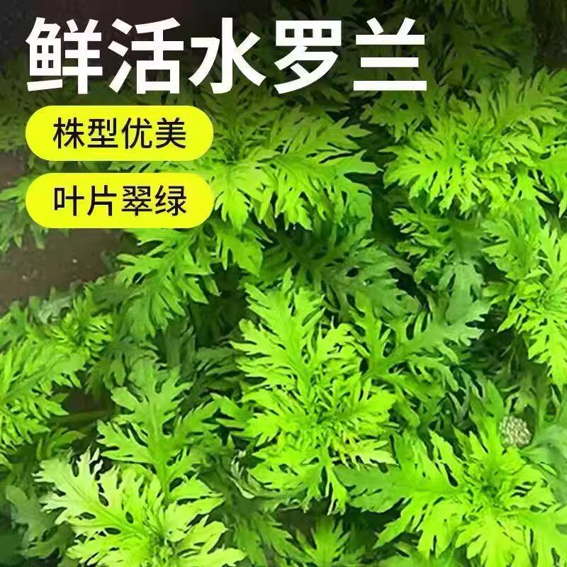 水罗兰坨草鱼缸造景水草好养活