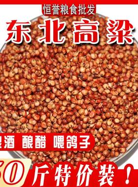 鸽粮酿酒东北高粱便宜