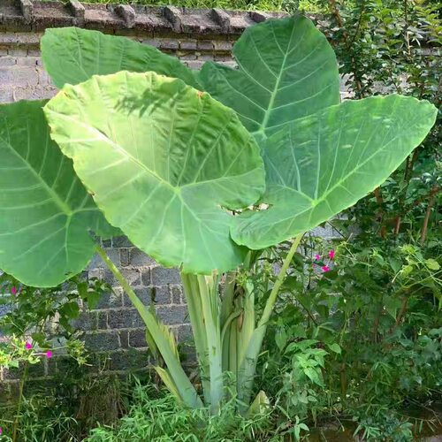 象耳芋大野芋大型绿植客厅阳台大叶盆栽庭院超大叶植物现挖现发