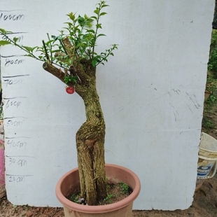 三角梅安格斯三角梅勒杜鹃老树桩 提根紫花三角梅勤花品种