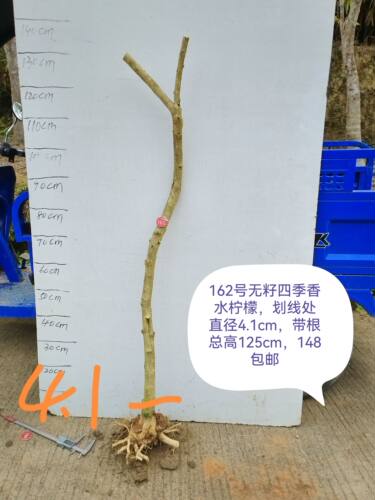 柠檬树盆景四季香水盆栽