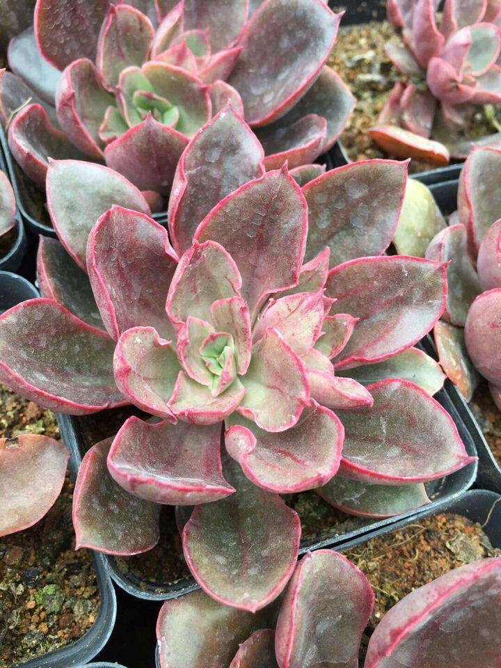 沙维红 多肉植物 沙维娜 紫焰 景天科办公阳台窗小组合盆绿植花卉