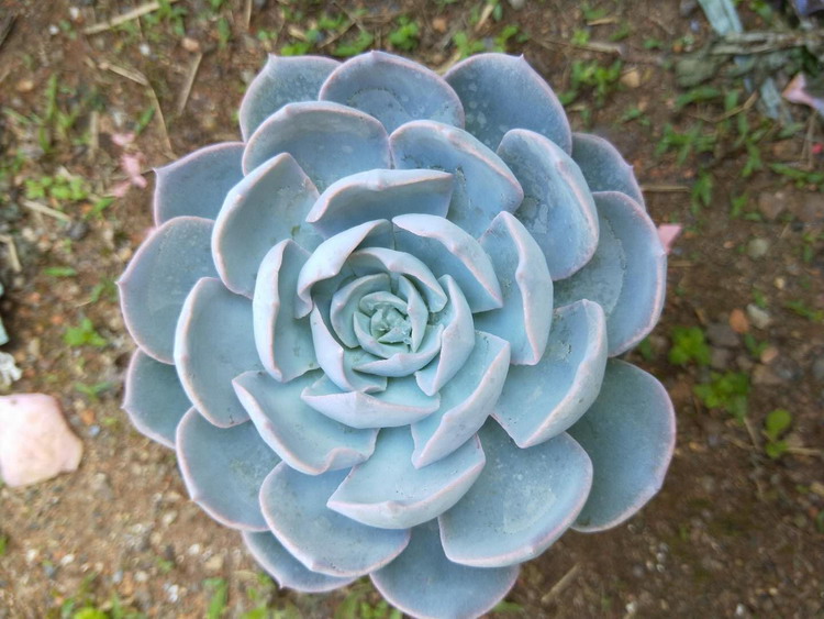 超大蓝石莲兰石莲锦玉蝶多肉植物皮氏老桩群生花卉组盆栽好养-封面