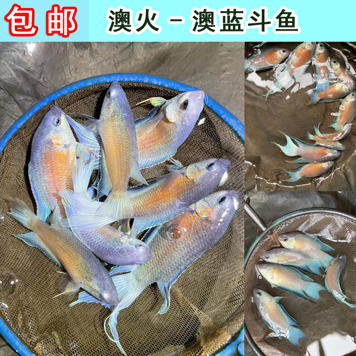 澳蓝斗鱼改良普叉国斗活鱼小型观赏鱼冷水鱼淡水鱼澳洲蓝火焰斗鱼