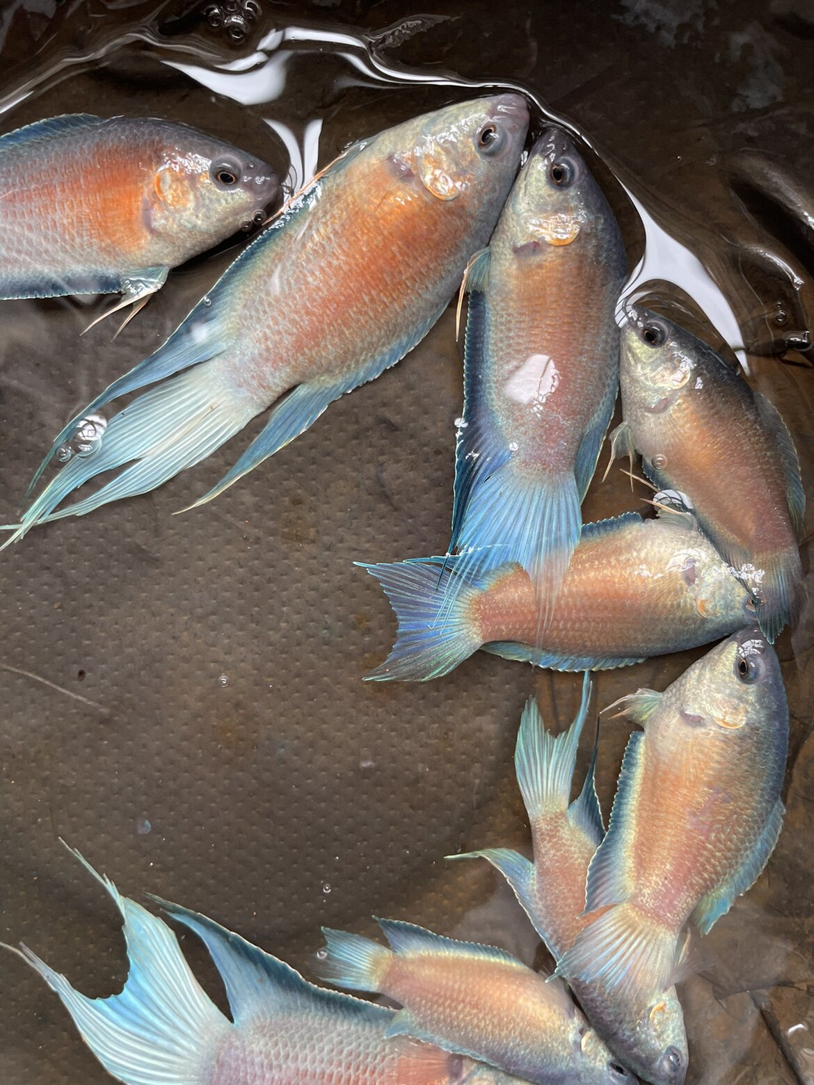 澳火澳蓝澳洲蓝火焰斗鱼中国斗鱼国斗活鱼小型观赏冷水淡水鱼耐养