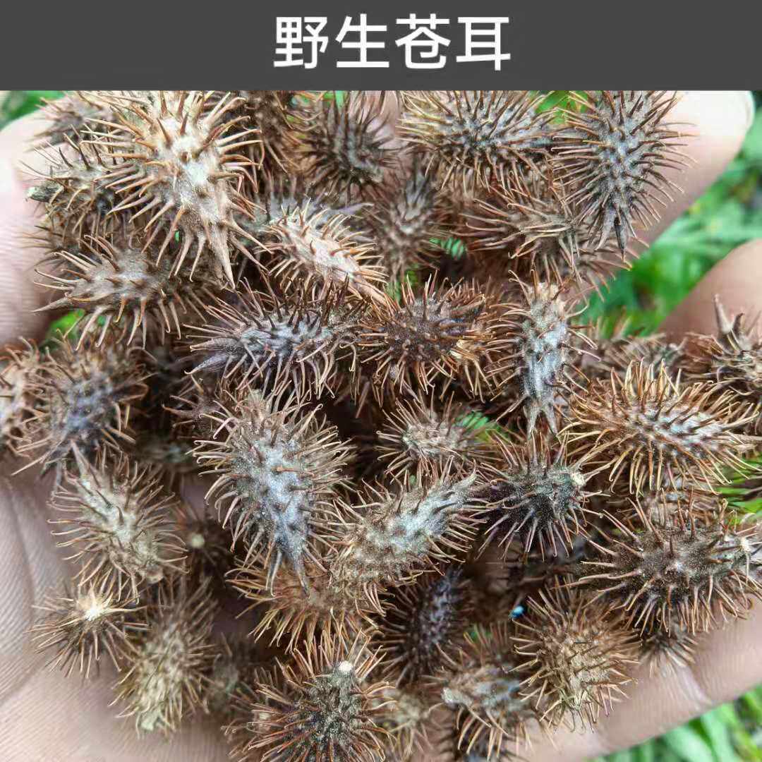苍耳 正宗苍耳种子成熟苍耳子鼻苍耳草毛苍耳泡脚