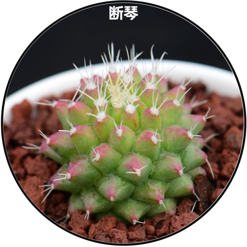 百慧【断琴丸】多肉植物仙人球盆栽 办公室花卉防辐射 桌面小盆栽