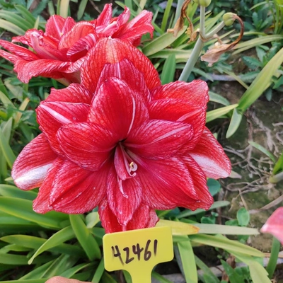 自杂交朱顶红种球六一自然球