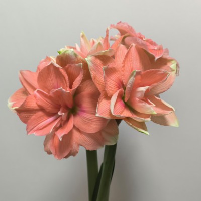 秘鲁进口洋朱顶红种球蒂卡珊瑚