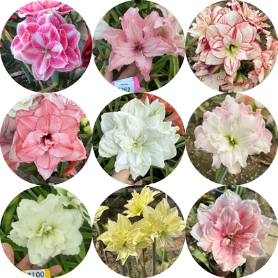 泰华自繁殖自培育朱顶红小种球