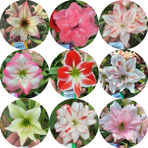 【现货】自育朱顶红种球杂交朱顶红种球优选朱顶红种球多色可选