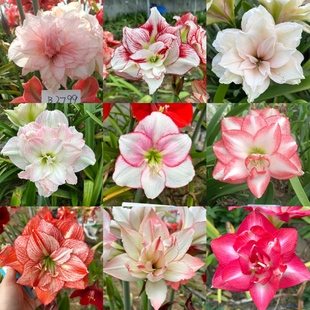 【现货】泰华园艺杂交自育朱顶红种球自然球多色可选多年生