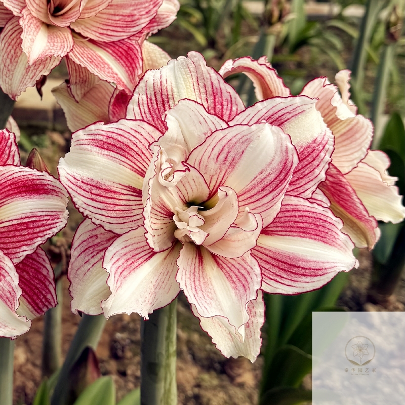 澳洲荷兰自育朱顶红自然球等热门