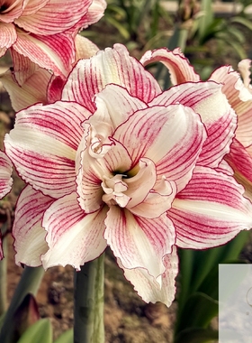 【现货】澳洲荷兰洋朱顶红种球安吉拉双皇冠珍妮弗自育朱等