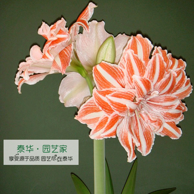 朱顶红种球跳舞皇后舞后