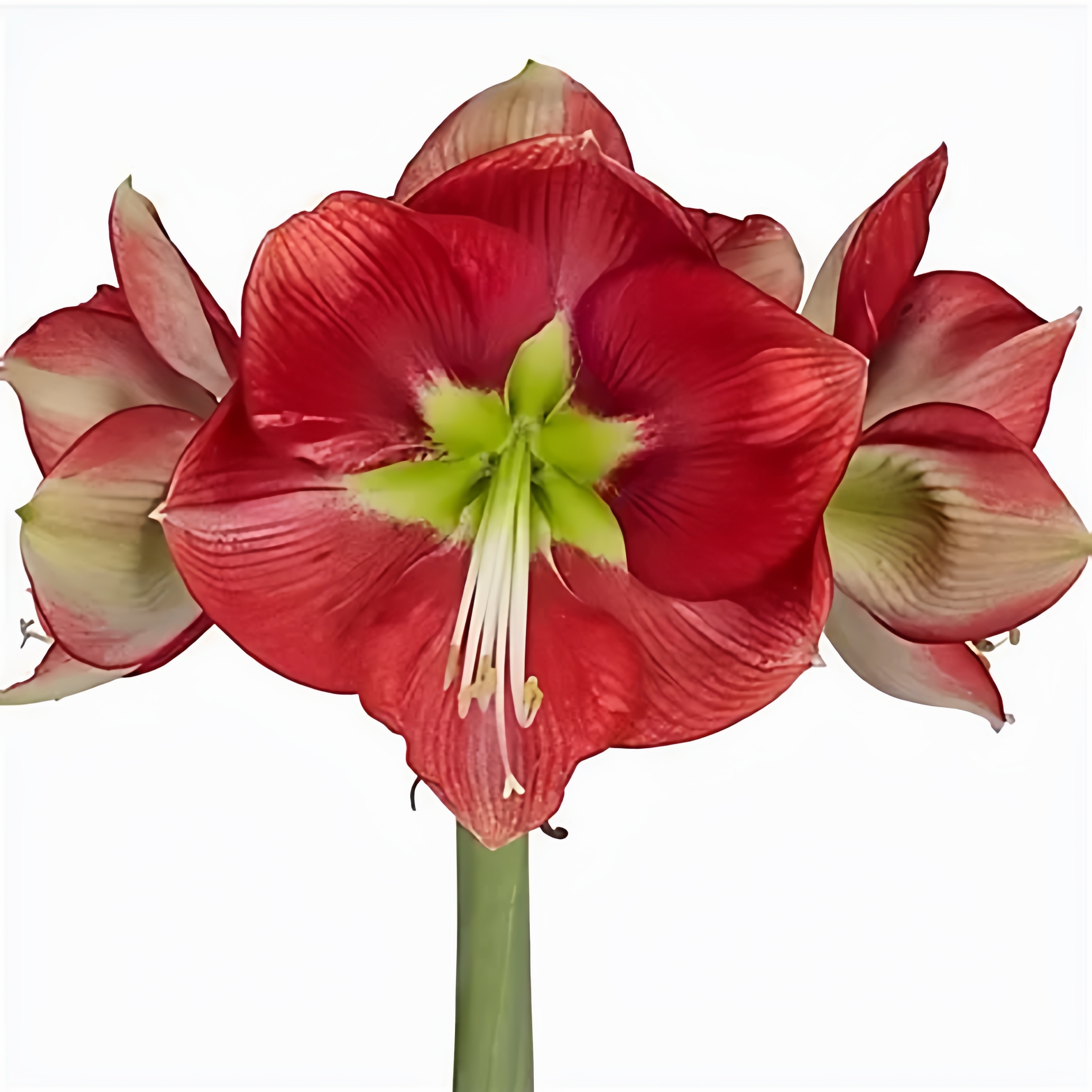 荷兰进口朱顶红种球迷雾小清新