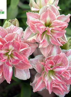 【新到现货】荷兰进口朱顶红种球美丽仙女/漂亮女神pretty nymph