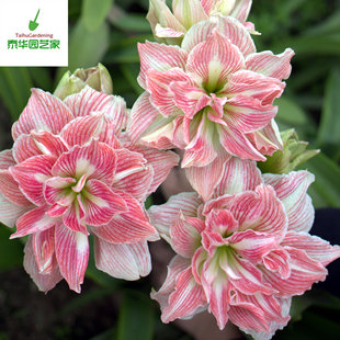 【新到现货】荷兰进口朱顶红种球美丽仙女/漂亮女神pretty nymph