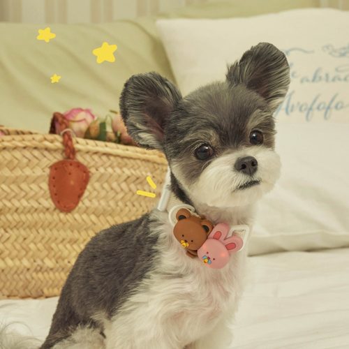 韩代meaning宠物猫狗外出遛狗灯