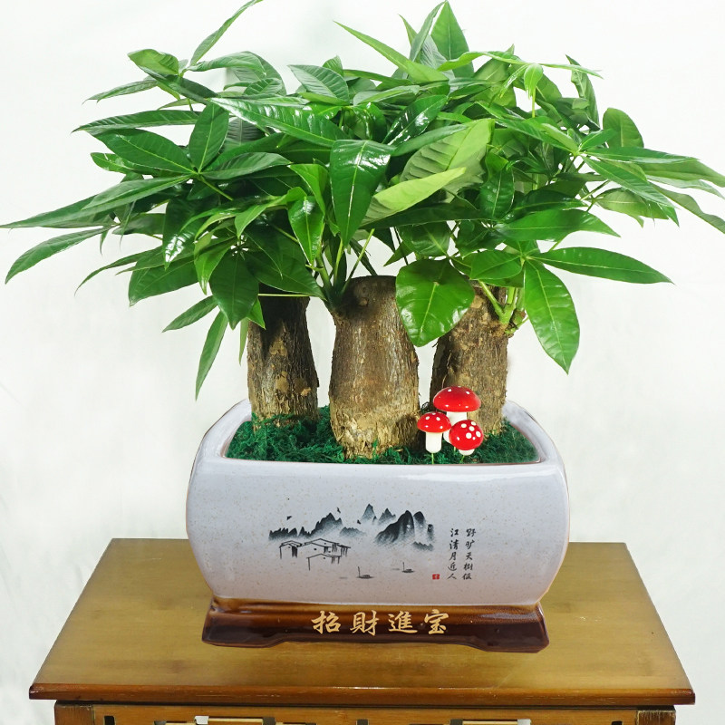 发财树开业乔迁送礼招财盆栽植物花卉室内包邮绿植小盆景