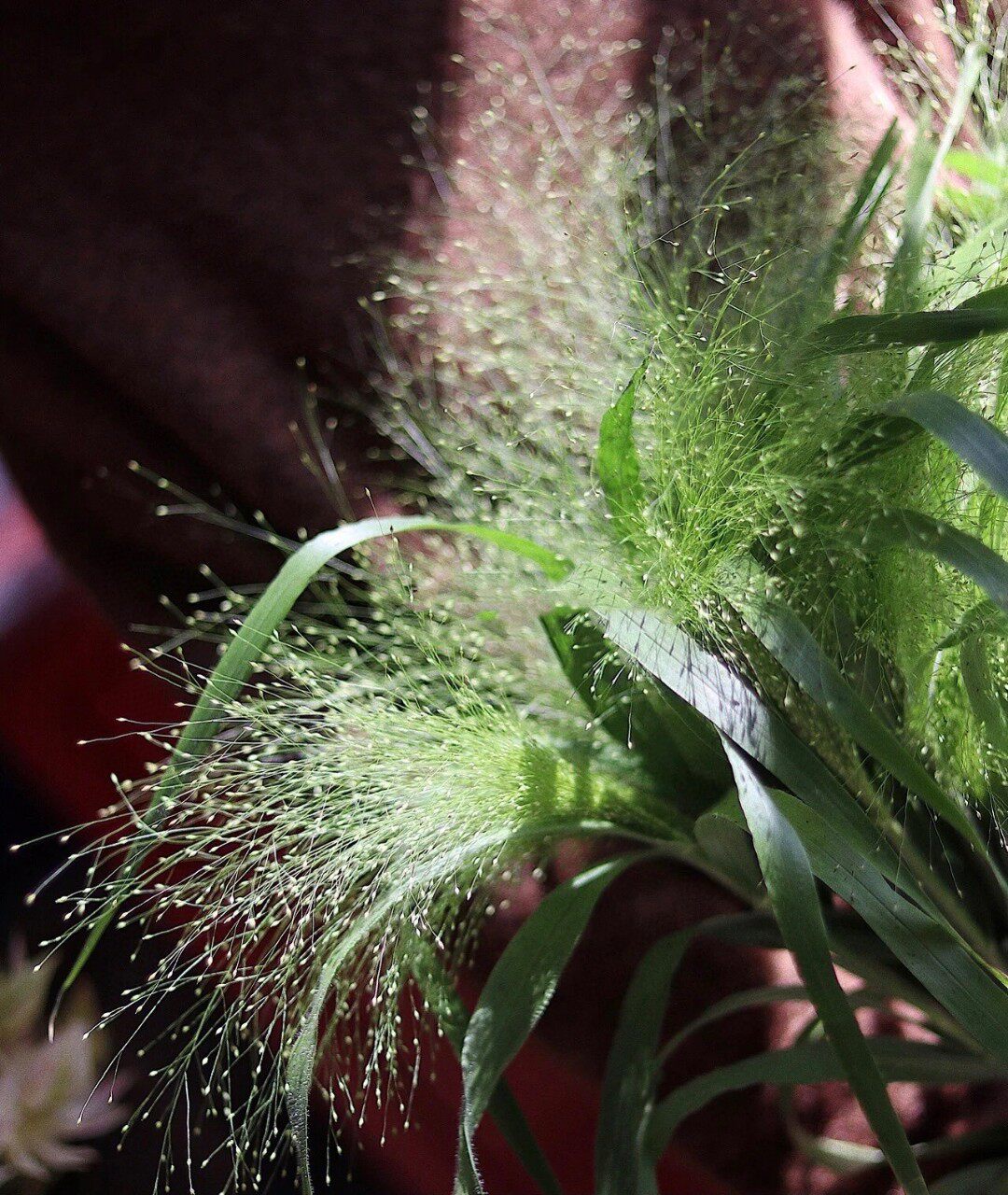 喷泉草1把(运费打包费另外算)