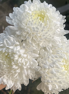 进口白色牡丹菊5朵鲜花鲜切花室内水培插花牡丹花超长花期