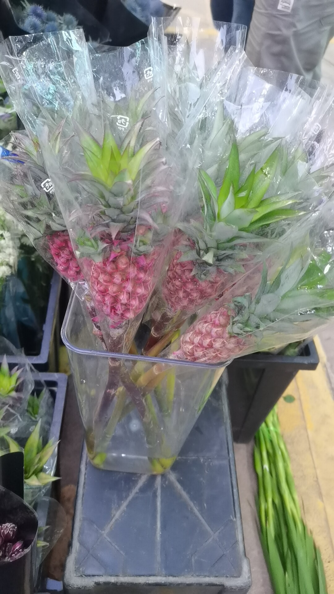 荷兰进口迷你鲜切粉凤梨花1支可做干花旺来花水养鲜花