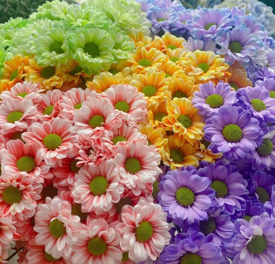 吸色小雏菊绿芯雏菊吸色的一扎1