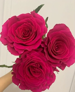 高胜高盛玫瑰20支高雅花期长花型