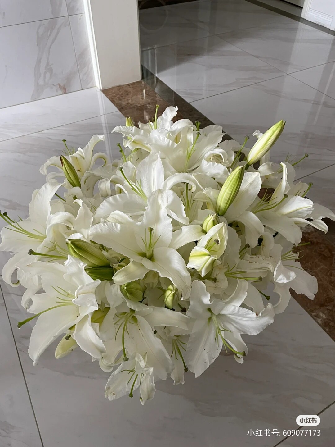 西伯利亚大白香水百合多头