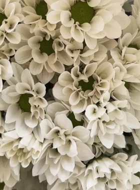 白色三文鱼小菊10支