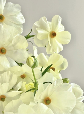 多头洋牡丹A级蝴蝶洋牡丹一扎5枝有红色、粉、黄色、香槟色等